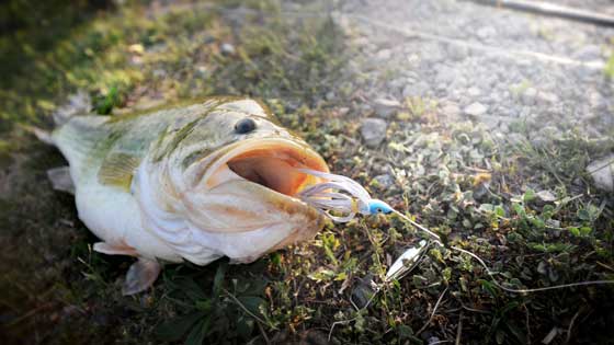 Can you go Bass Fishing At Night?