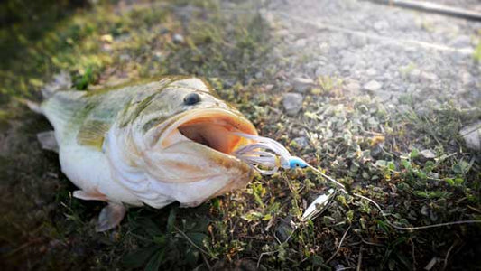 Can you go Bass Fishing At Night?
